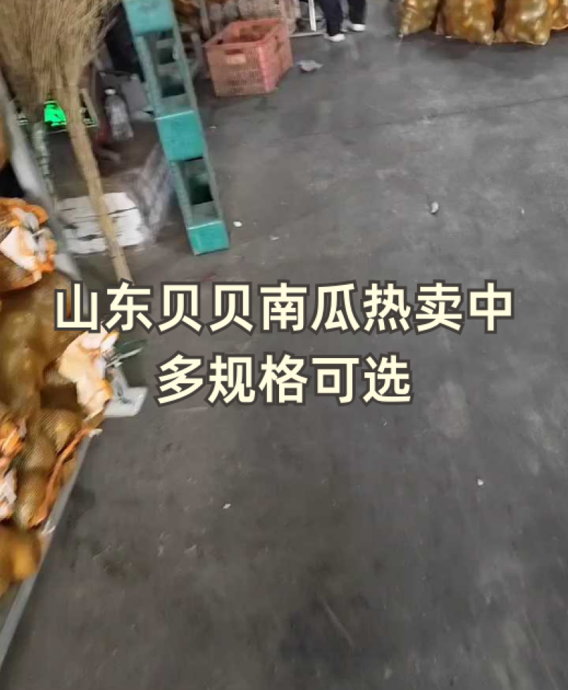 贝贝南瓜工厂对接批发市场.电商.商超.加工厂各平全国发货