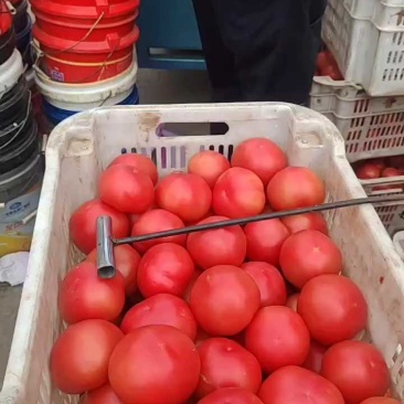 河北精品西红柿，大量上市，硬粉，产地直发各大超市电商