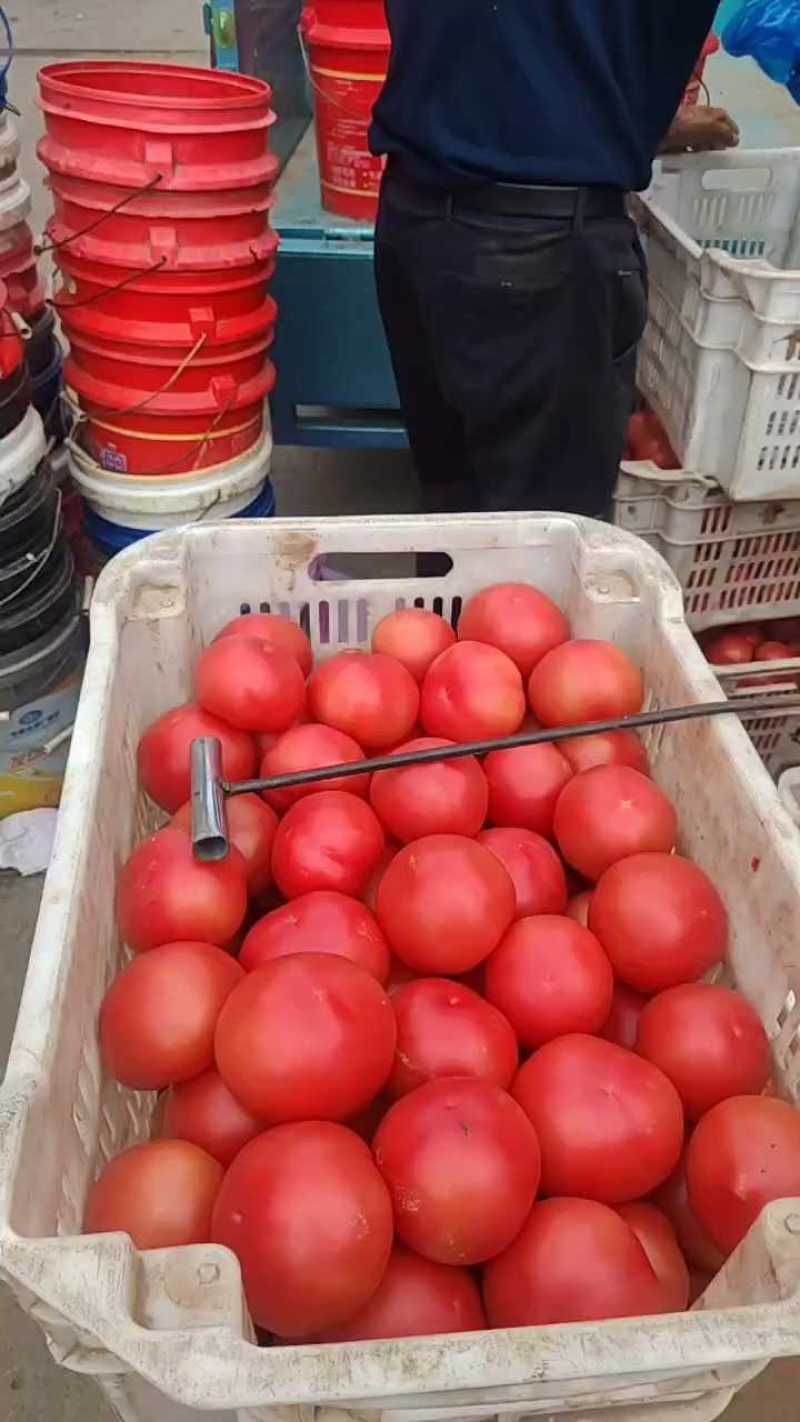 河北精品西红柿，大量上市，硬粉，产地直发各大超市电商