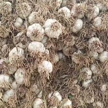 河北邯郸四六瓣白皮蒜大量上市！
