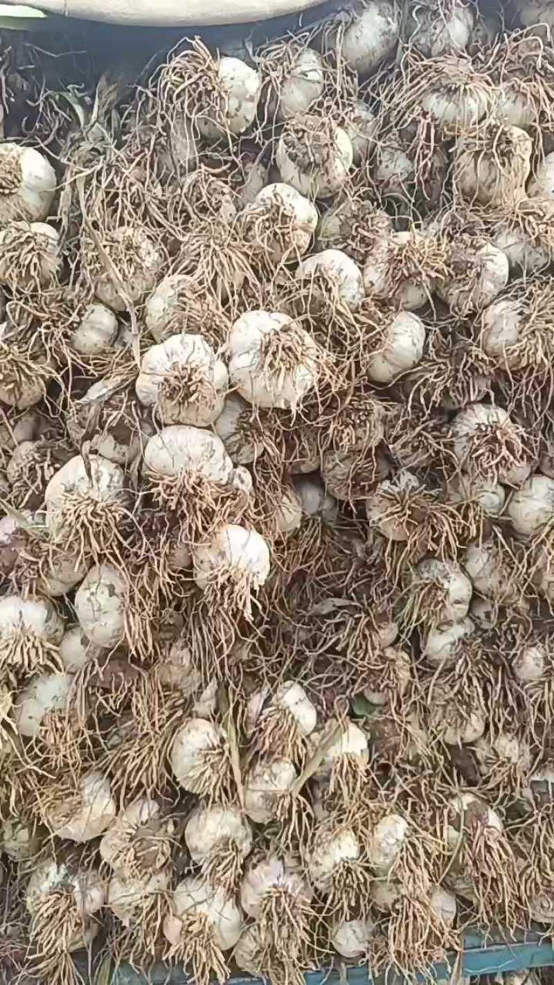 河北邯郸四六瓣白皮蒜大量上市！