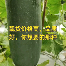 黑皮吊冬瓜，条形直价格优惠，质量保证，欢迎来电