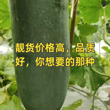 黑皮吊冬瓜，条形直价格优惠，质量保证，欢迎来电