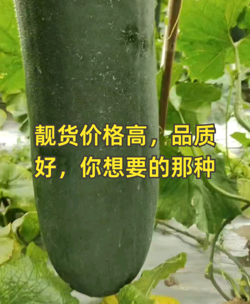 黑皮吊冬瓜，条形直价格优惠，质量保证，欢迎来电