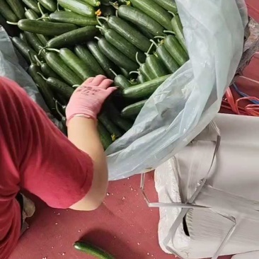 精品水果小黄瓜大量有货价格实惠欢迎选购