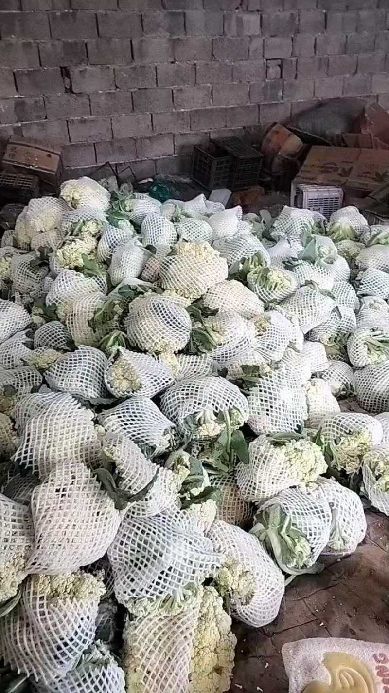 优质松花菜产地直供，大量有货价格便宜！