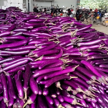 【每日推荐】云南红河精品紫长茄产地直发对接各大商超