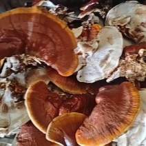 金边灵芝，大金边灵芝，浓香不苦，菌香浓郁，产地直发，