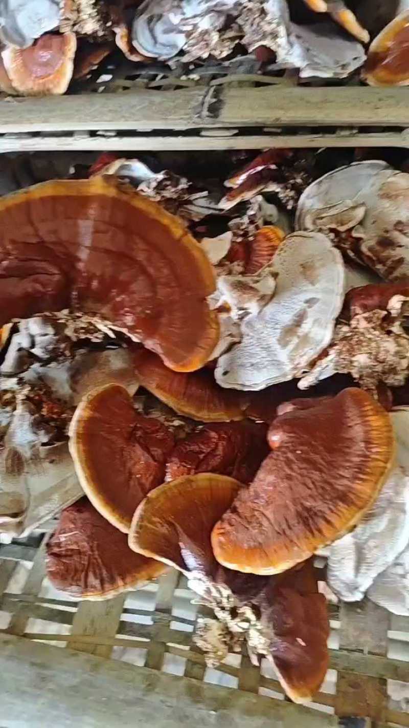 金边灵芝，大金边灵芝，浓香不苦，菌香浓郁，产地直发，