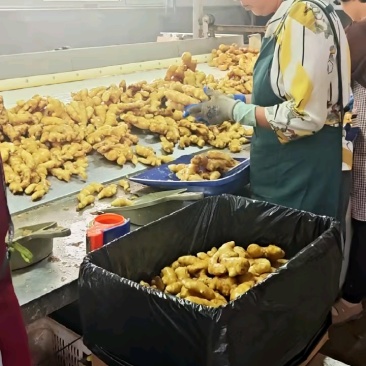 山东精品水洗大黄姜，货源充足价格便宜！