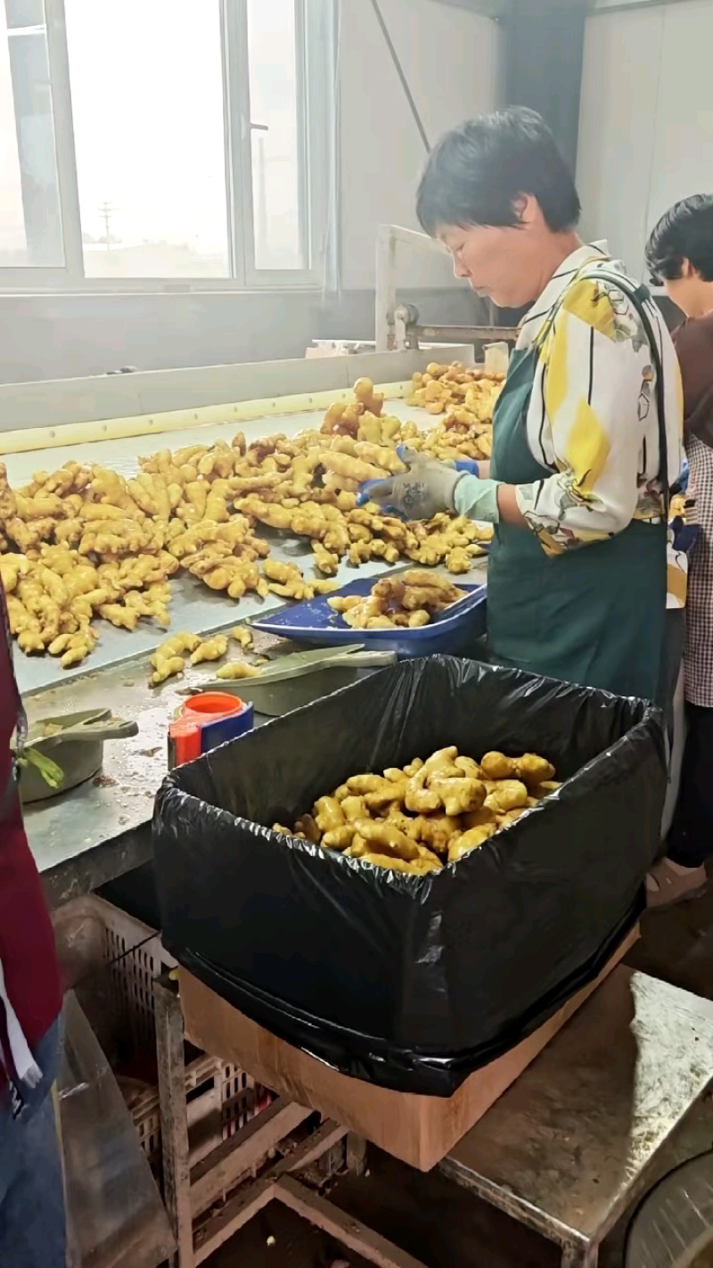 山东精品水洗大黄姜，货源充足价格便宜！