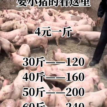 湖北猪场备案车免费送猪【猪到付款健康安全防疫检疫齐全】
