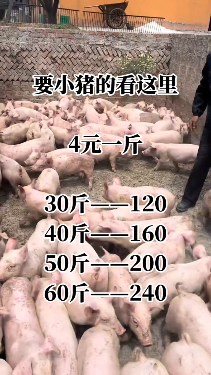 湖北猪场备案车免费送猪【猪到付款健康安全防疫检疫齐全】