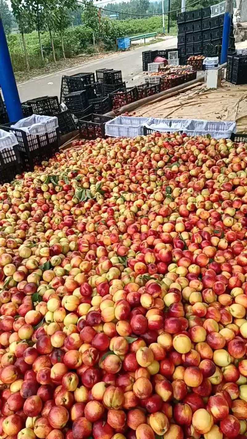 湖北精品曙光油桃大量上市品质保证量大从优一手货源