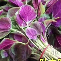 红苋菜种子