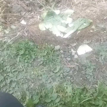 黄心白菜,农户抢购中,量大喂猪喂鱼!