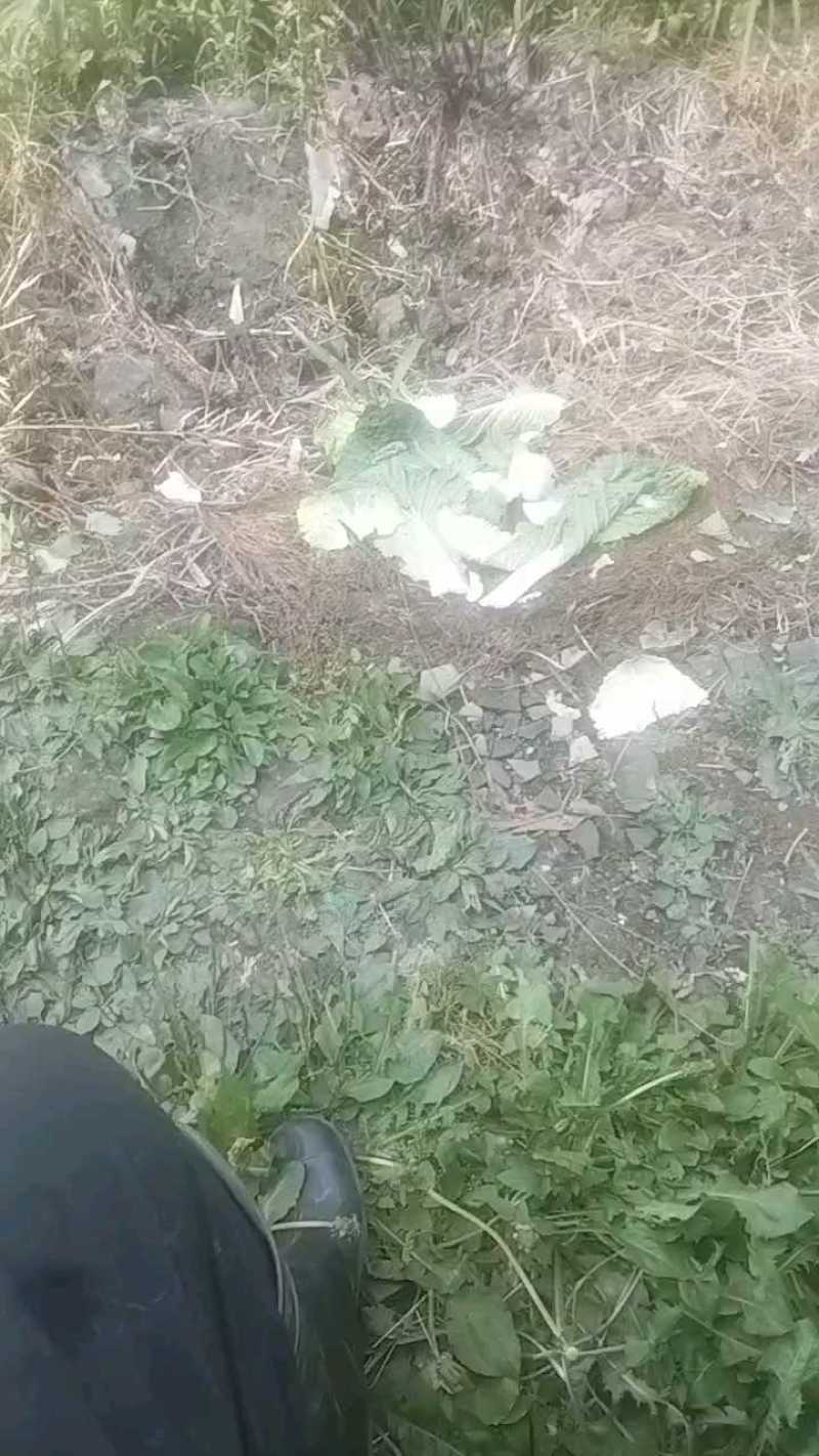 黄心白菜，农户抢购中，量大喂猪喂鱼！