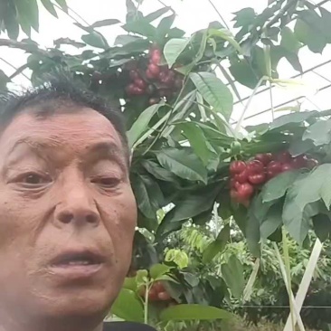 布鲁克斯樱桃纯甜，糖度17-18，陕西渭南大量供应