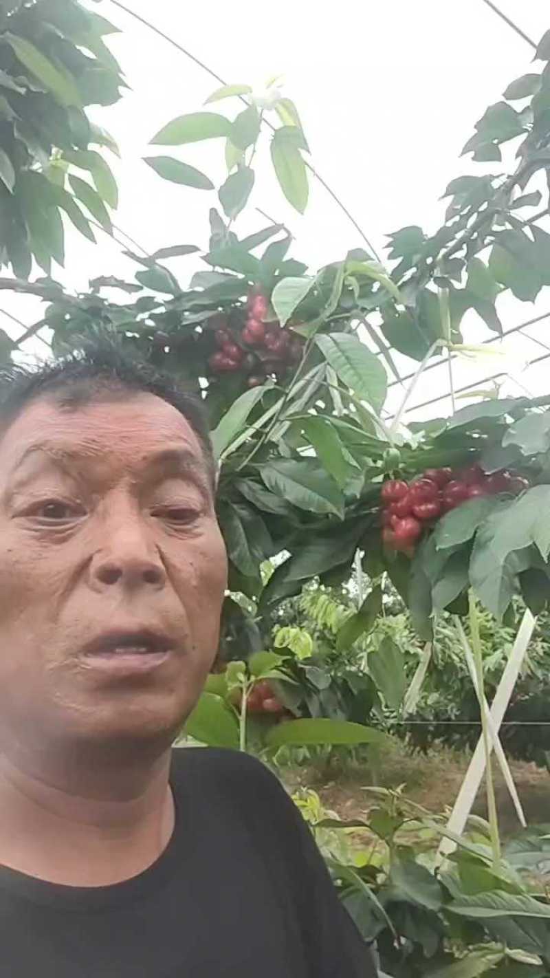 布鲁克斯樱桃纯甜，糖度17-18，陕西渭南大量供应
