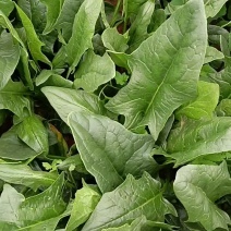 加工厂好菠菜，200多亩现货！