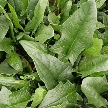 加工厂好菠菜，200多亩现货！