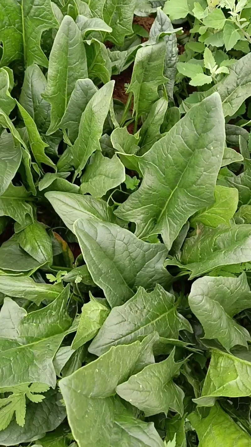 加工厂好菠菜，200多亩现货！