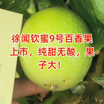 【饮蜜9号】黄金百香果大量上市种植产区直发供应全国量大从优