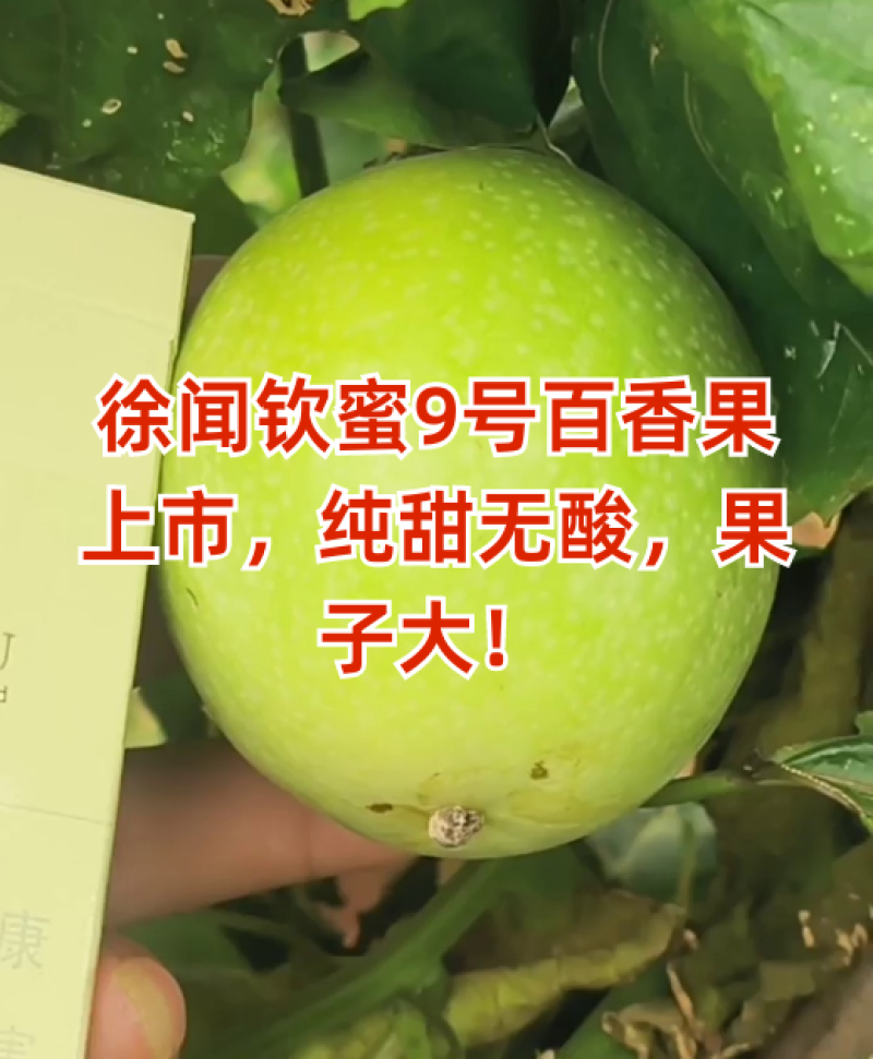 【饮蜜9号】黄金百香果大量上市种植产区直发供应全国量大从优