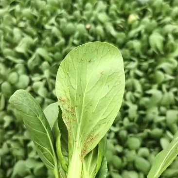 【推荐】曹县上海青/油菜精品叶菜，热门产区源头，欢迎来电