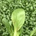 【推荐】曹县上海青/油菜精品叶菜，热门产区源头，欢迎来电