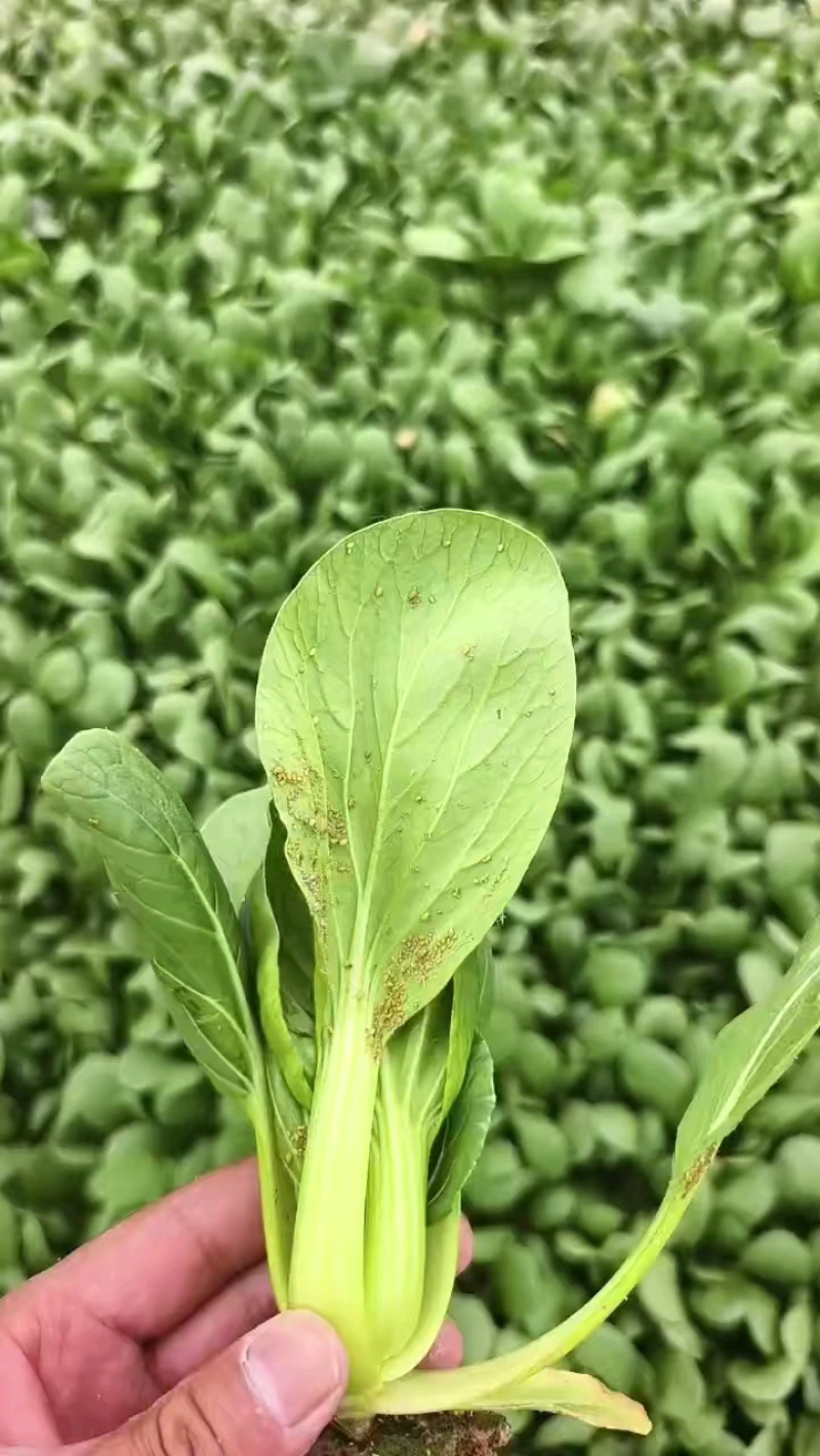 【推荐】曹县上海青/油菜精品叶菜，热门产区源头，欢迎来电