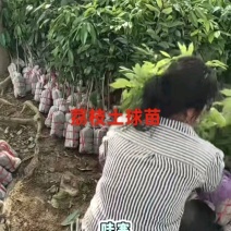 荔枝苗嫁接无核，桂味，仙进奉，品质保证，基地直发货