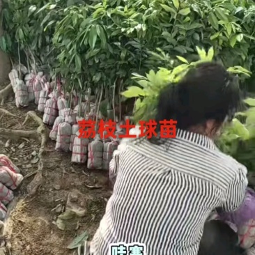 荔枝苗嫁接无核,桂味,仙进奉,品质保证,基地直发货
