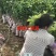 荔枝苗嫁接无核,桂味,仙进奉,品质保证,基地直发货