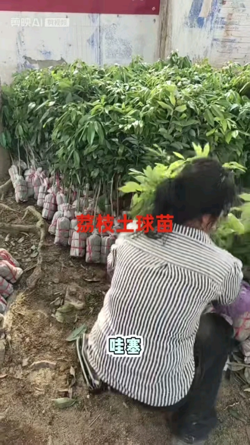 荔枝苗嫁接无核，桂味，仙进奉，品质保证，基地直发货