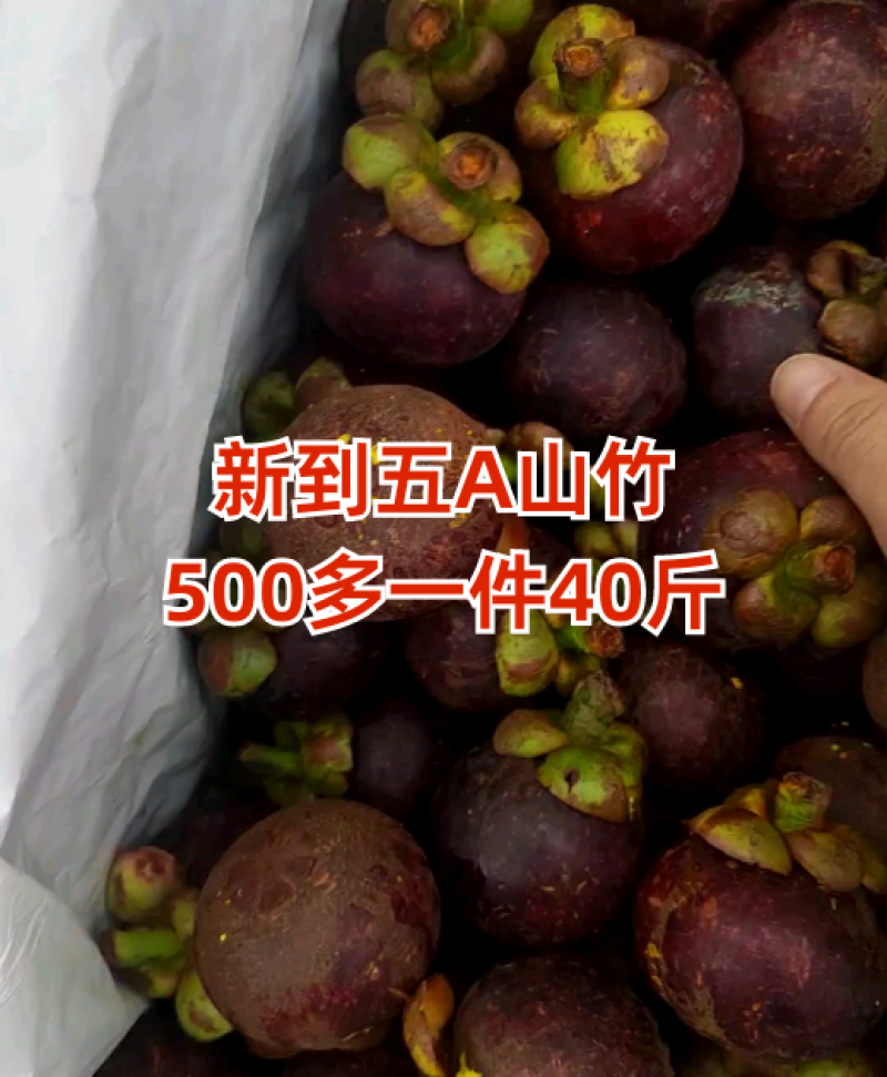 新到五A山竹，500多一件，货品优质！