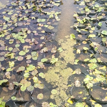 【优选】安新睡莲水生植物精品优选量大从优品质保证欢迎采购