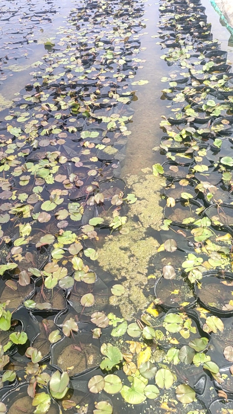 【优选】安新睡莲水生植物精品优选量大从优品质保证欢迎采购