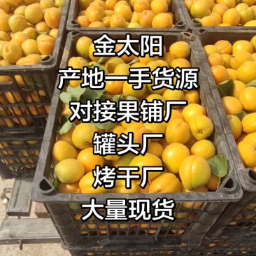 《金太阳杏》河北金太阳黄杏/电商供应产地一手货源