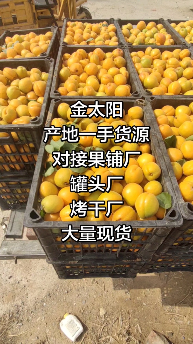 《金太阳杏》河北金太阳黄杏/电商供应产地一手货源