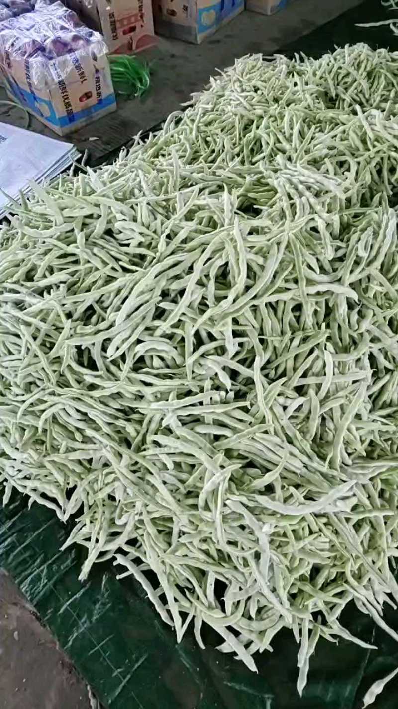 精品大量，白芸豆角欢迎老板采购！