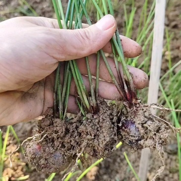 荔浦马蹄（荸荠）种苗水果马蹄种苗成活率98%以上