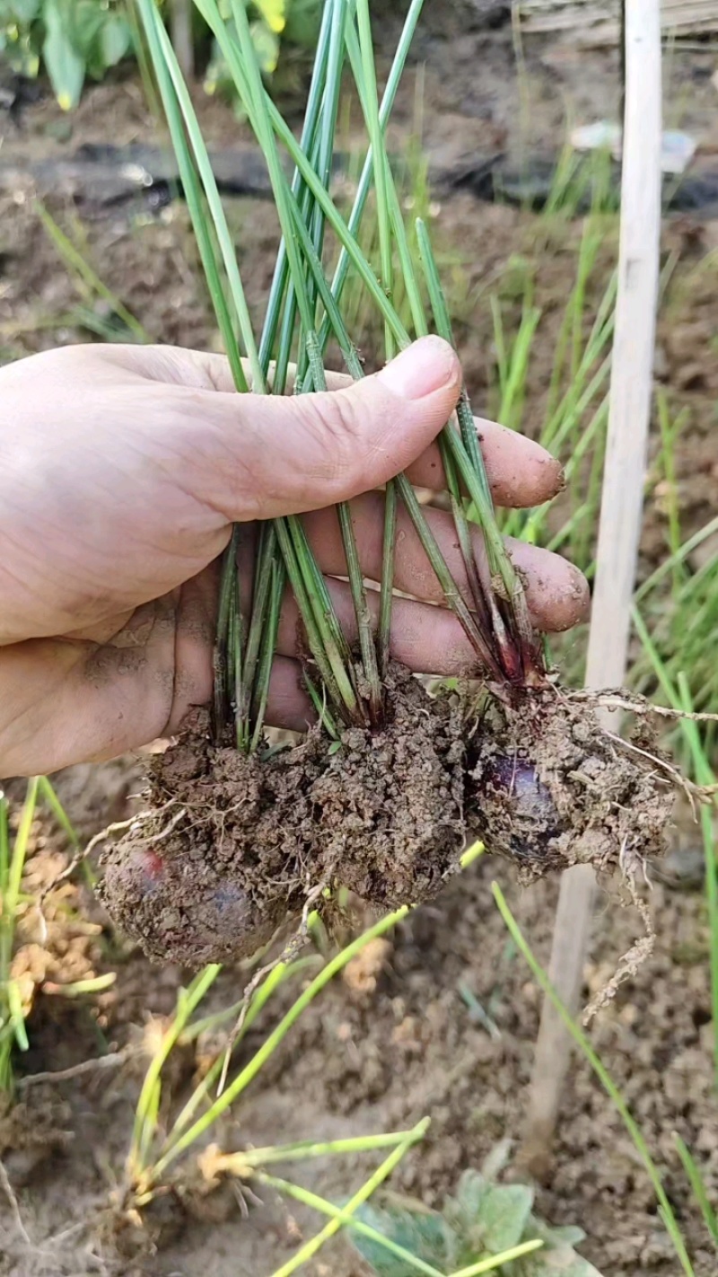 荔浦马蹄（荸荠）种苗水果马蹄种苗成活率98%以上