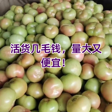 五毛五/斤，口感好，货量九百斤