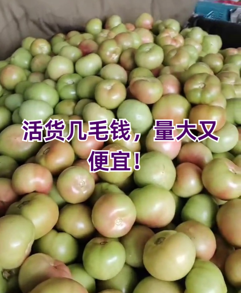 五毛五/斤，口感好，货量九百斤