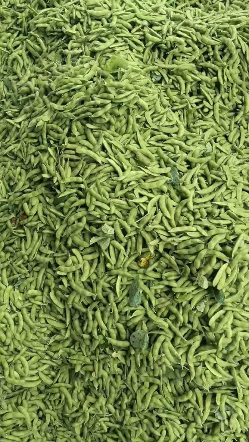 安徽翠绿宝毛豆大量上市，产地直供，诚信经营，