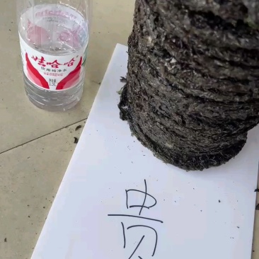 无沙紫菜展会地摊电商福建霞浦无沙紫菜圆紫菜干海带