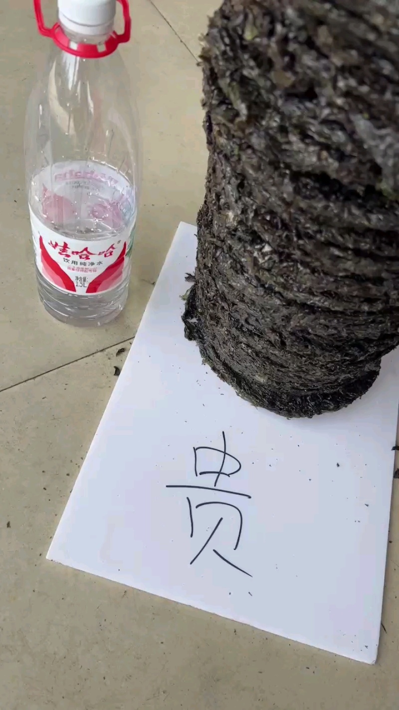 无沙紫菜展会地摊电商福建霞浦无沙紫菜圆紫菜干海带