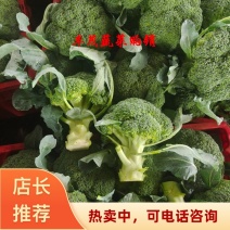 西兰花新货大量上市标准2指大量供应质量精品