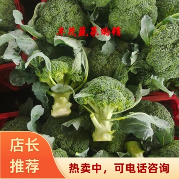 西兰花新货大量上市标准2指大量供应质量精品